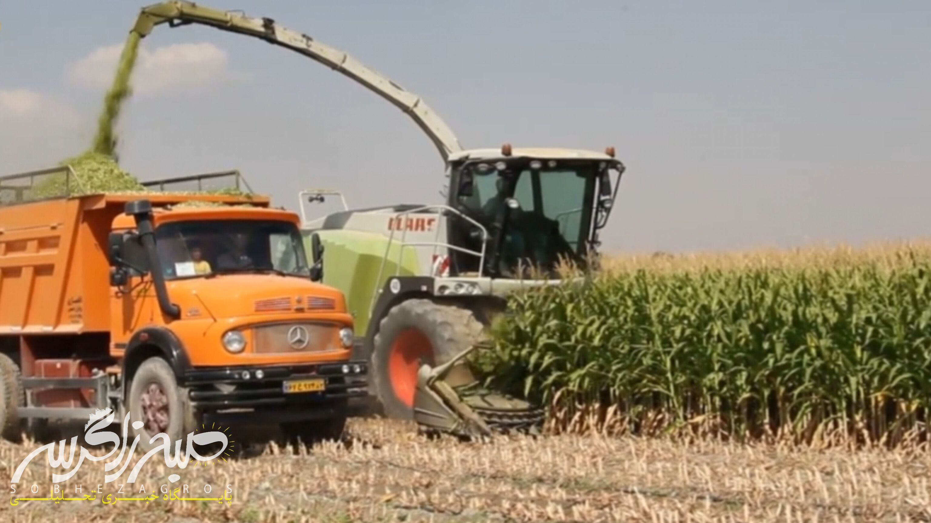 آغاز برداشت ذرت علوفهای در باشت