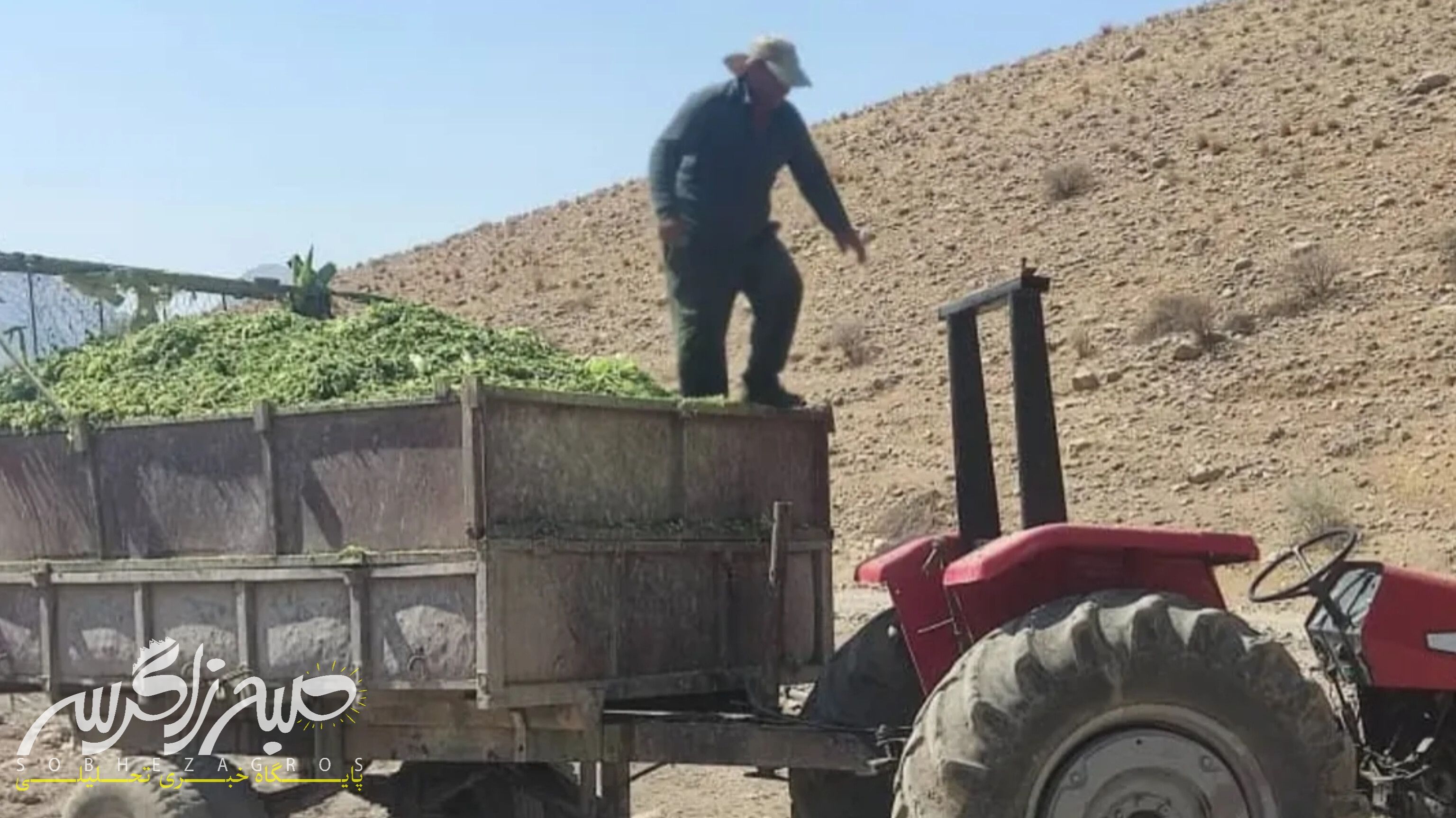 آغاز برداشت ذرت علوفهای در باشت