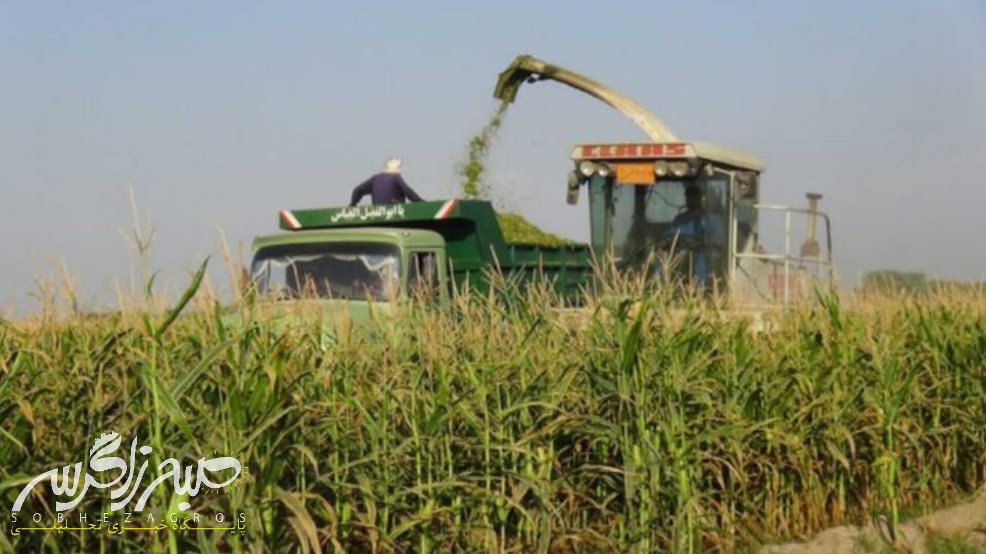 آغاز برداشت ذرت علوفهای در باشت