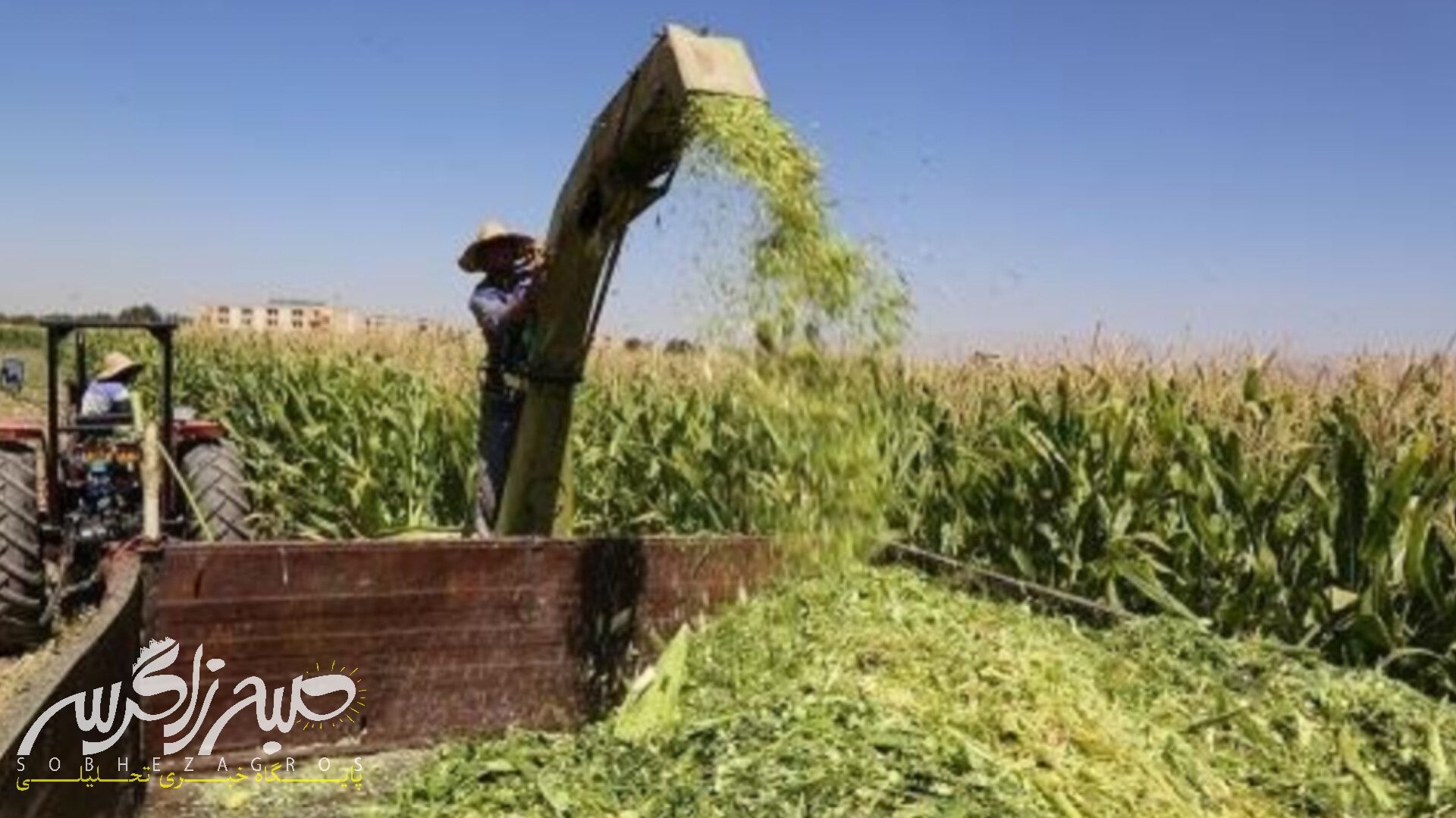 آغاز برداشت ذرت علوفهای در باشت