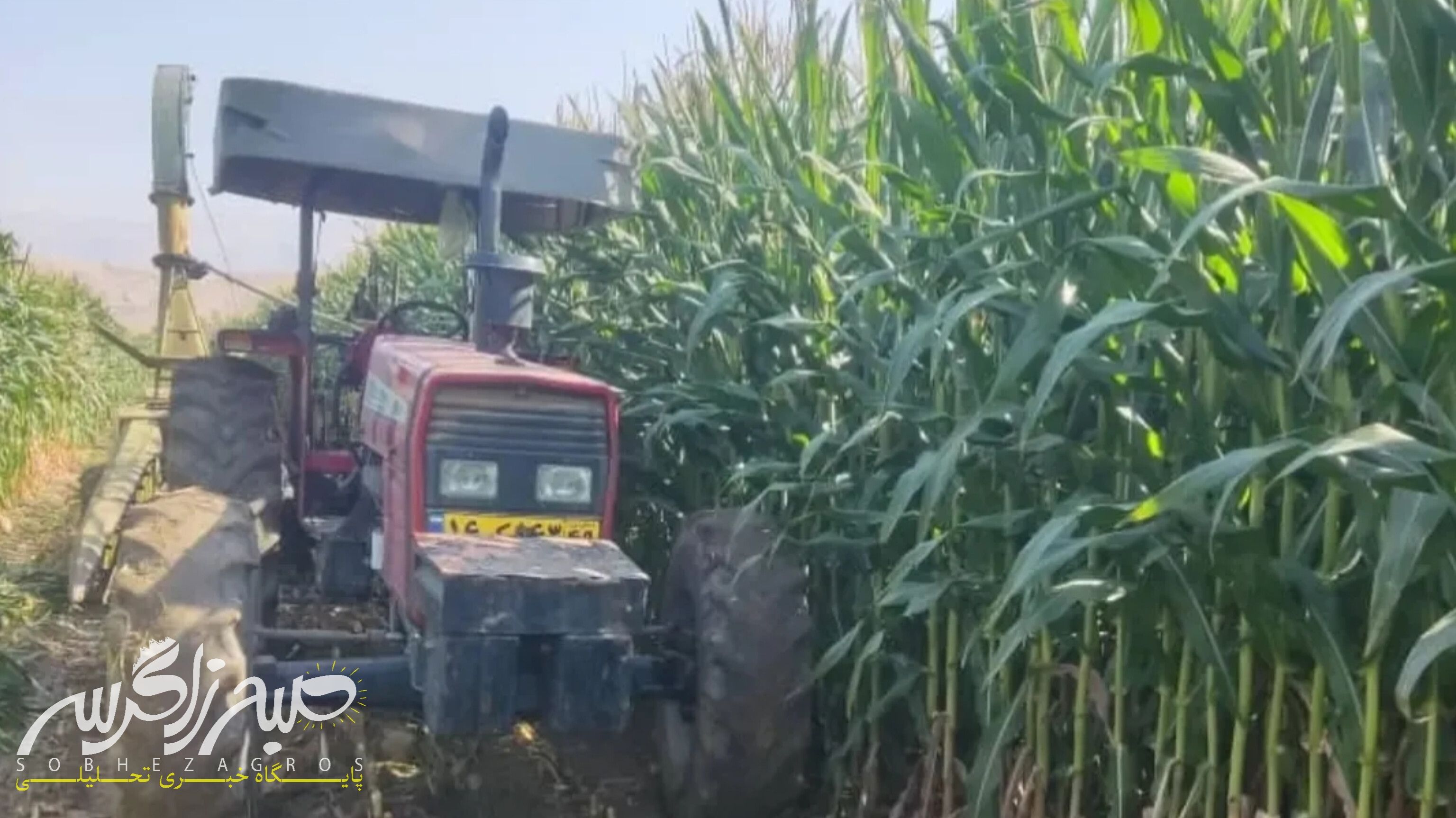 آغاز برداشت ذرت علوفهای در باشت