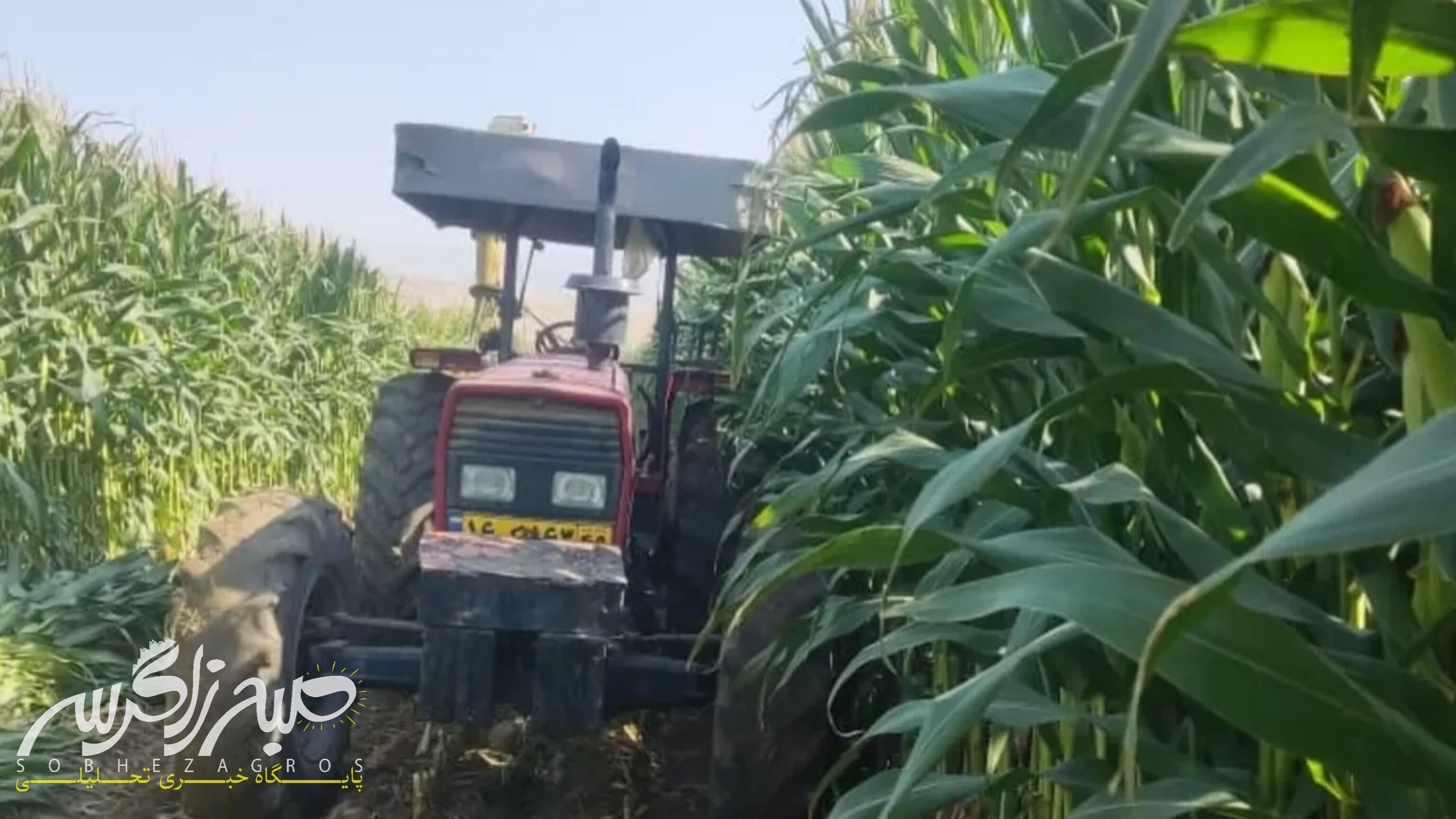 آغاز برداشت ذرت علوفهای در باشت