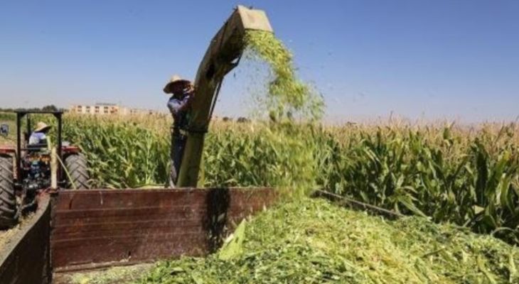 آغاز برداشت ذرت علوفه‌ای در باشت