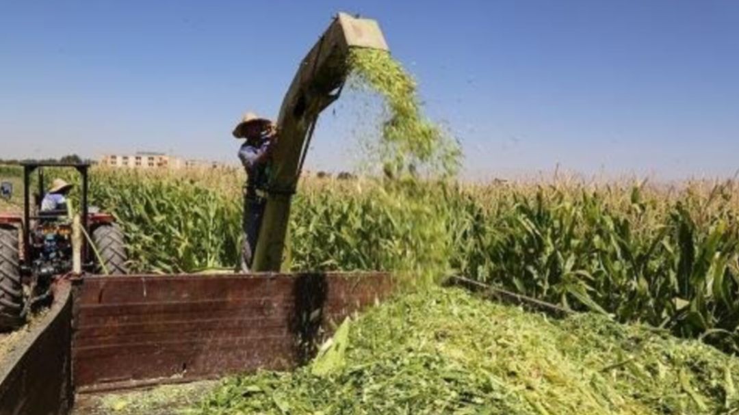 آغاز برداشت ذرت علوفهای در باشت