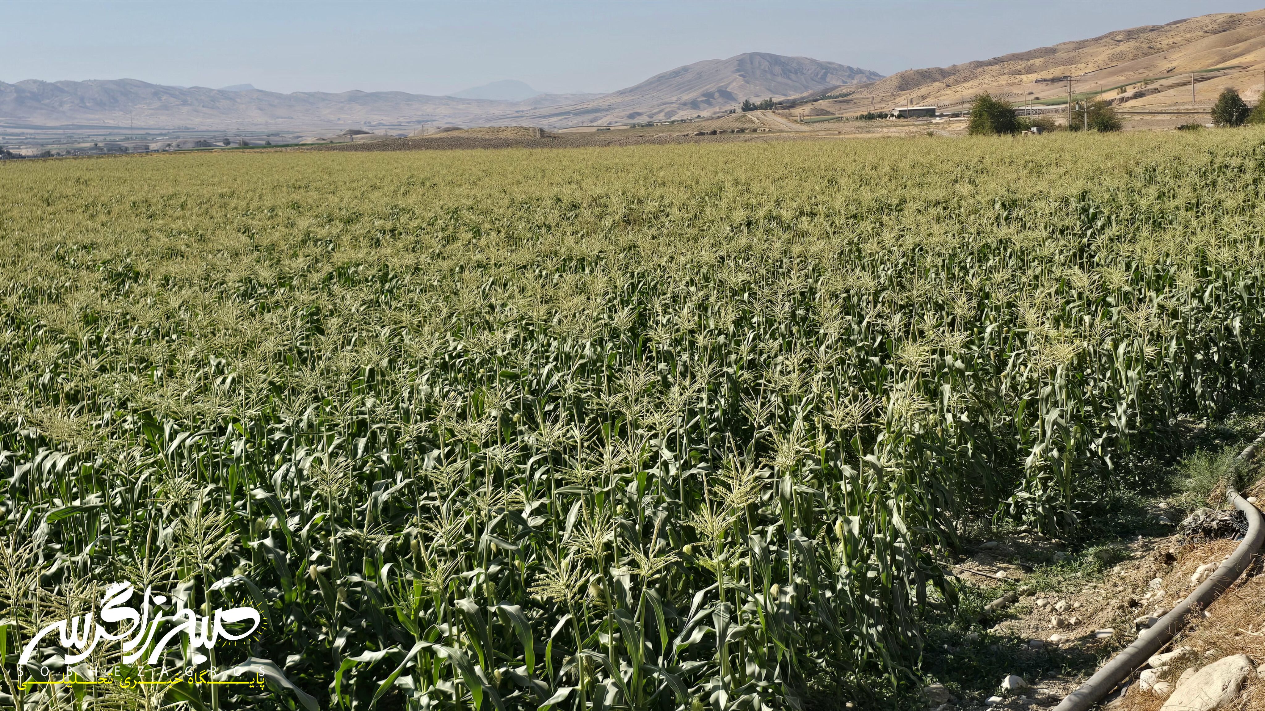 آغاز برداشت ذرت علوفهای در باشت