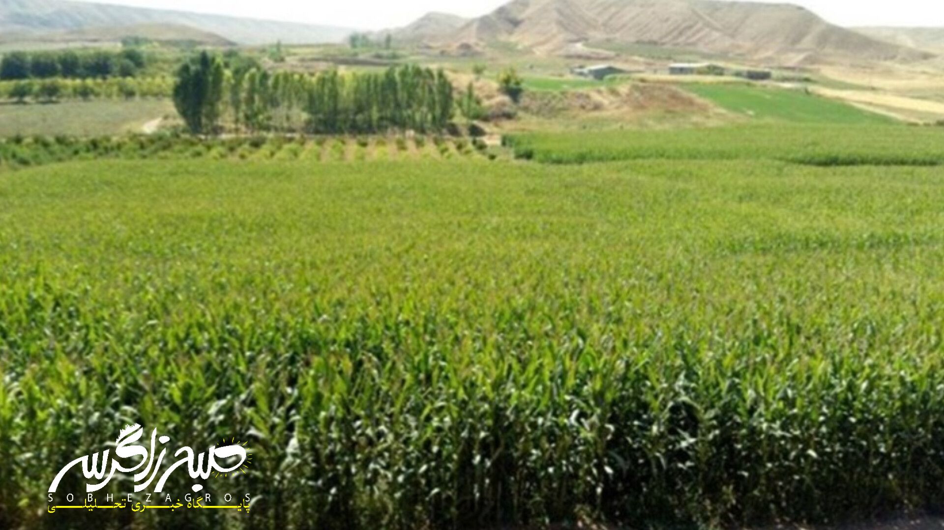 آغاز برداشت ذرت علوفهای در باشت