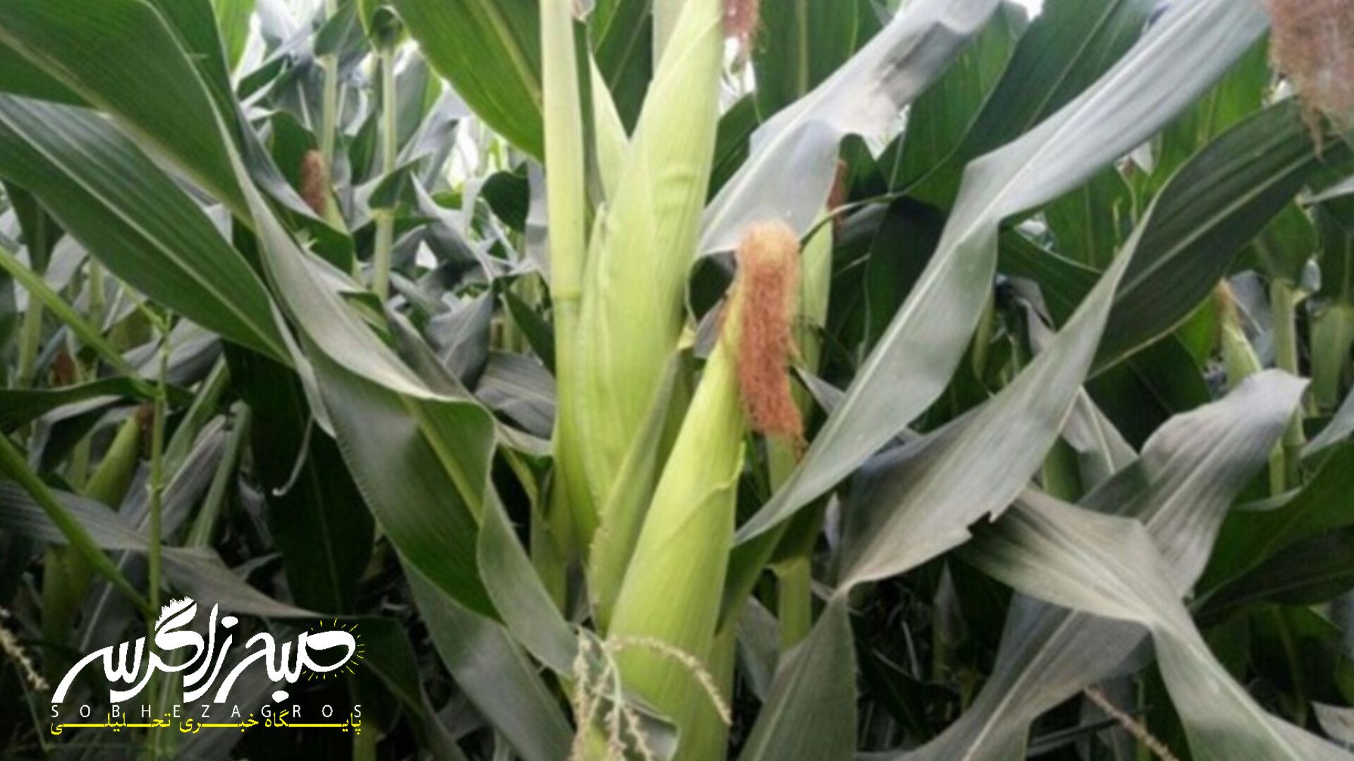 آغاز برداشت ذرت علوفهای در باشت