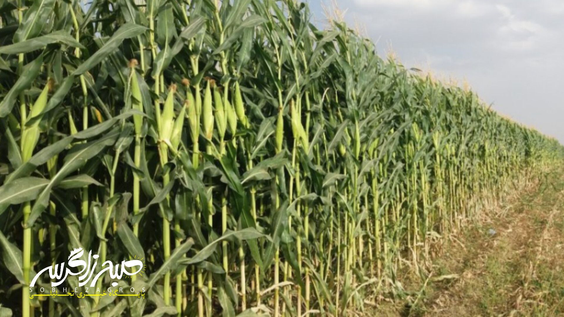 آغاز برداشت ذرت علوفهای در باشت