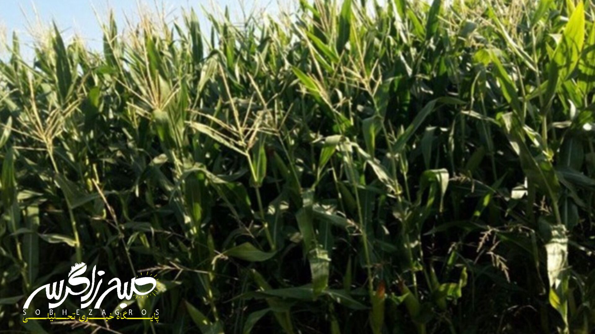 آغاز برداشت ذرت علوفهای در باشت