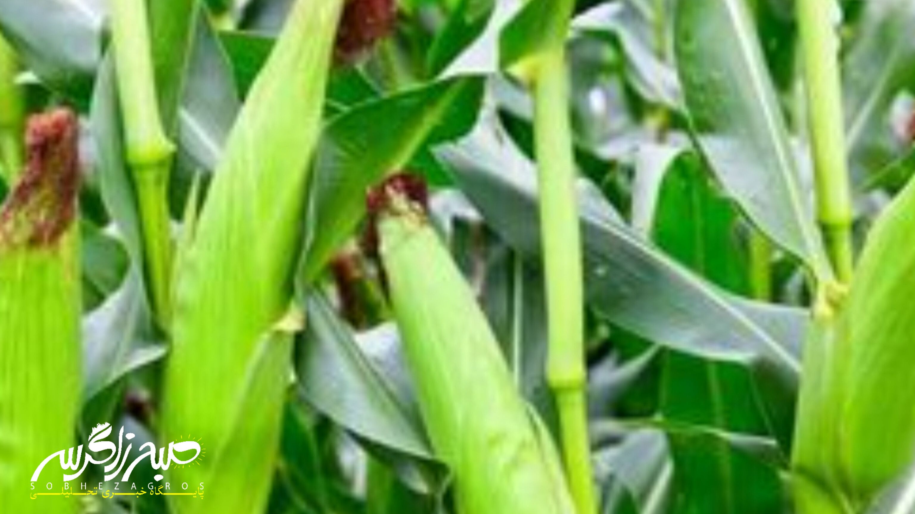 آغاز برداشت ذرت علوفهای در باشت