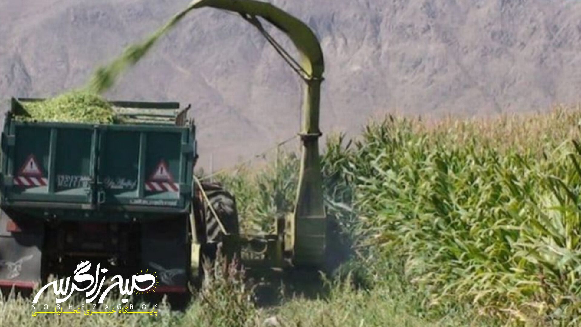 آغاز برداشت ذرت علوفهای در باشت