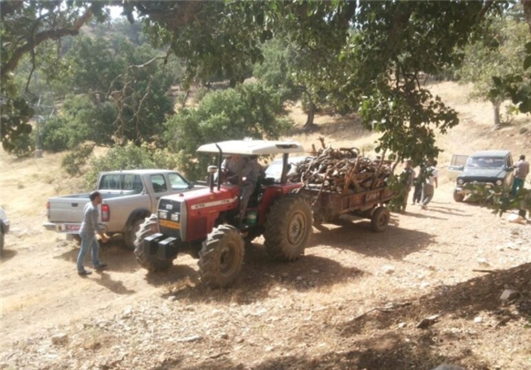 آخرین نالههای بلوط؛ از قاچاق تا قلیان!