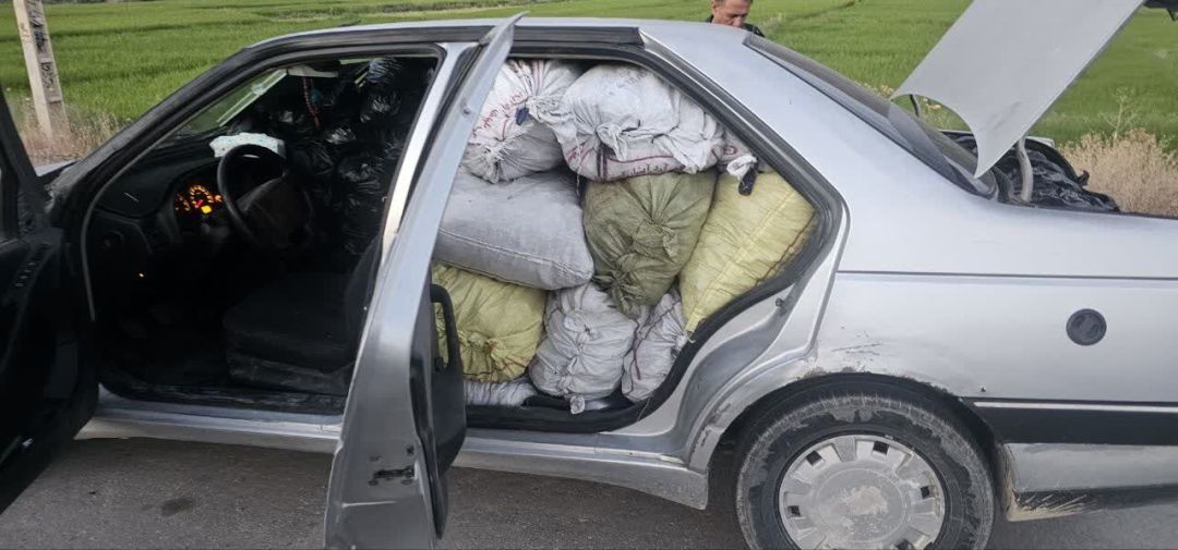 آخرین نالههای بلوط؛ از قاچاق تا قلیان!