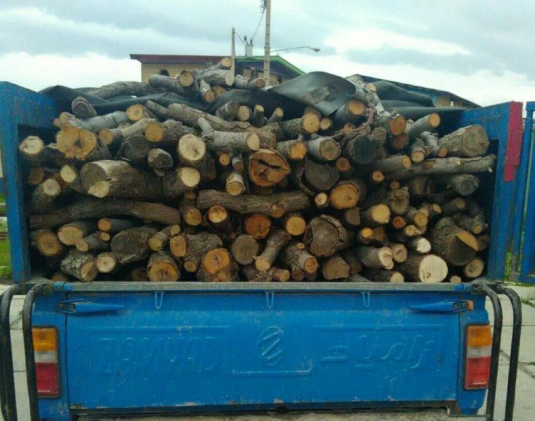 آخرین نالههای بلوط؛ از قاچاق تا قلیان!