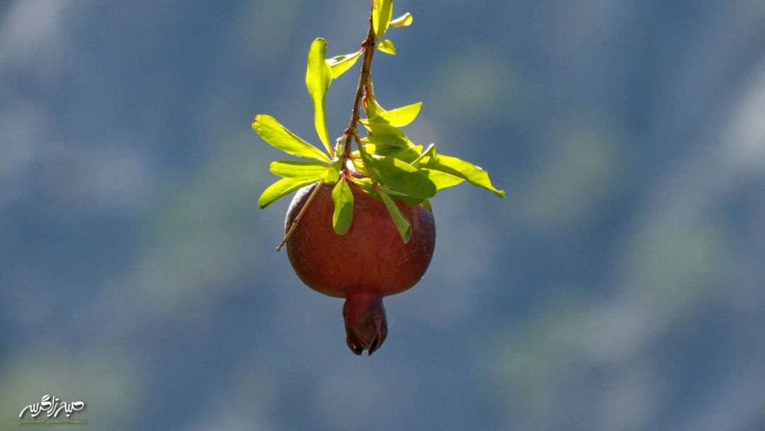 سفری به «مارین» بهشت حیرتانگیز گچساران+ تصاویر
