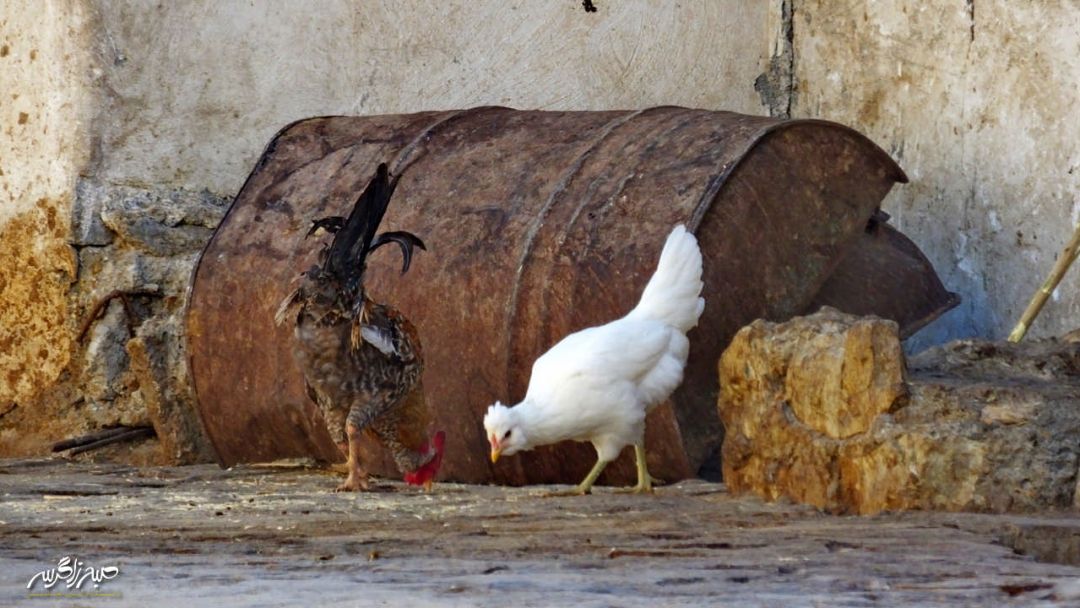 سفری به «مارین» بهشت حیرتانگیز گچساران+ تصاویر