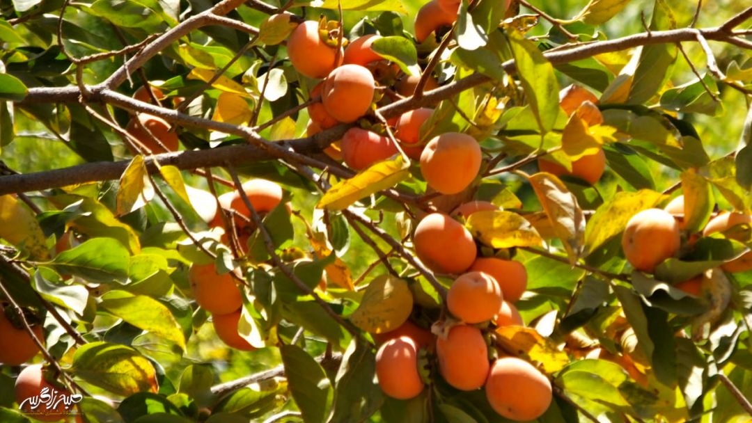 سفری به «مارین» بهشت حیرتانگیز گچساران+ تصاویر