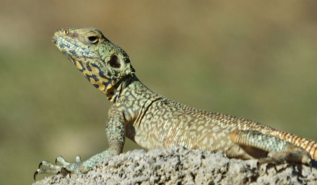 «آگاما» خزنده شگفت‌انگیز در طبیعت گچساران+ تصاویر