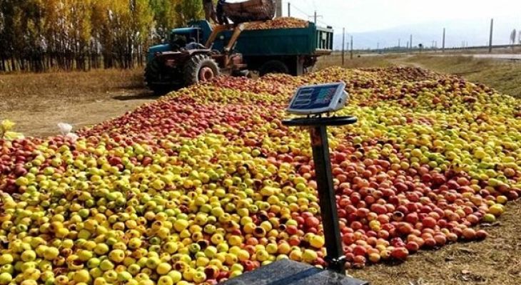 قلب باغداری کهگیلویه‌و‌بویراحمد زیر سایه کمبود امکانات