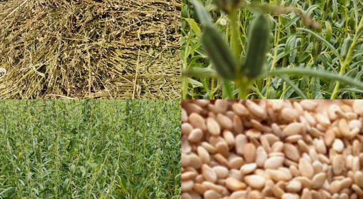 آغاز فصل پرثمر دانه‌های روغنی در باشت