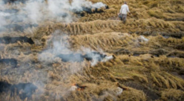 نابودی حاصلخیزی خاک با ادامه روند آتش‌زدن مزارع