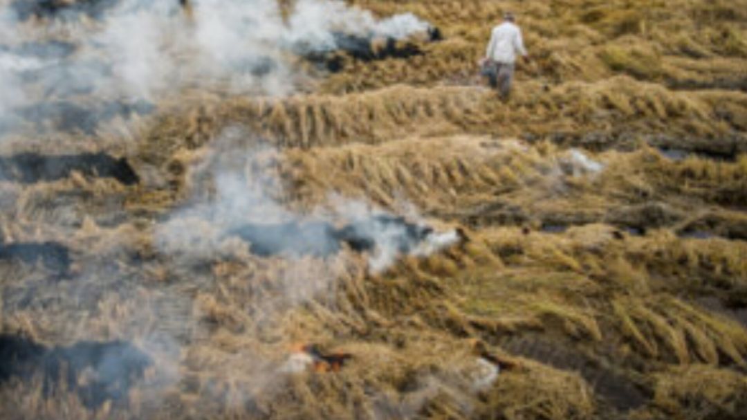 نابودی حاصلخیزی خاک با ادامه روند آتش‌زدن مزارع