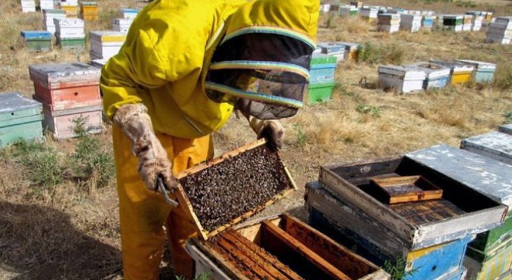 ثبت بیش از ۲۲ هزار کلنی در کهگیلویه