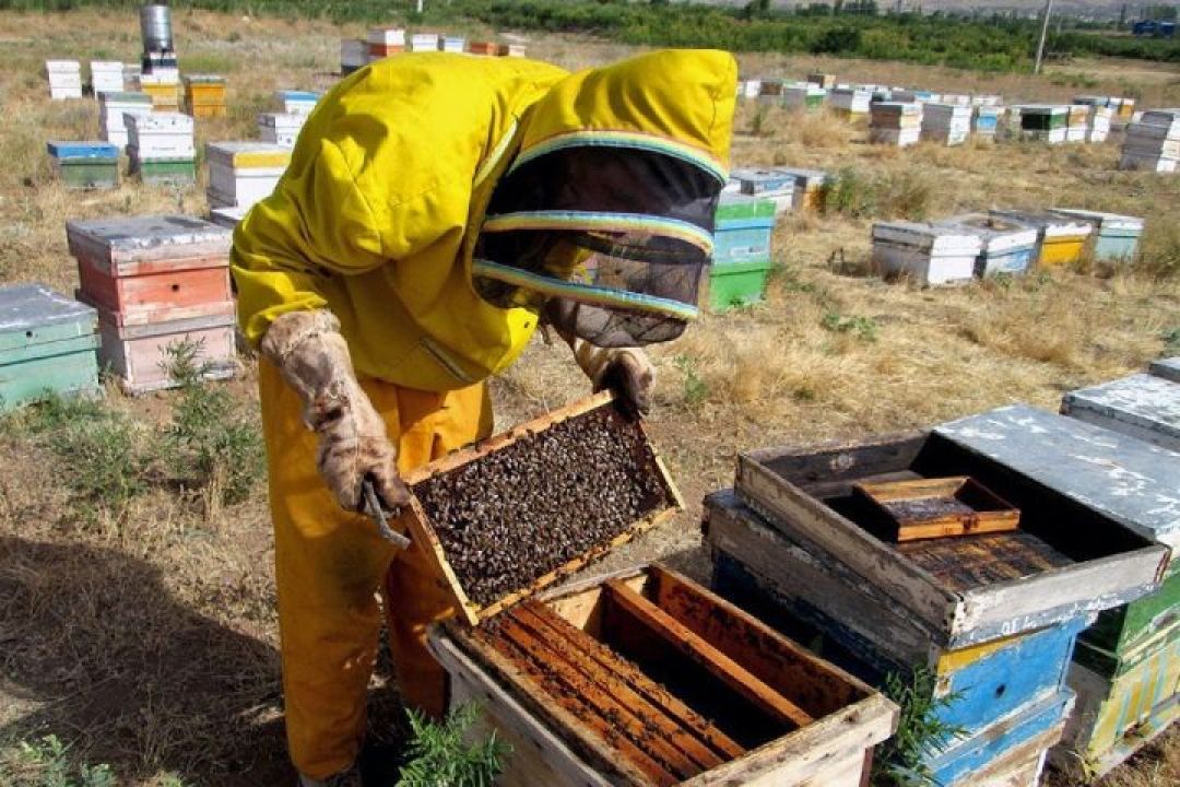 ثبت بیش از ۲۲ هزار کلنی در کهگیلویه