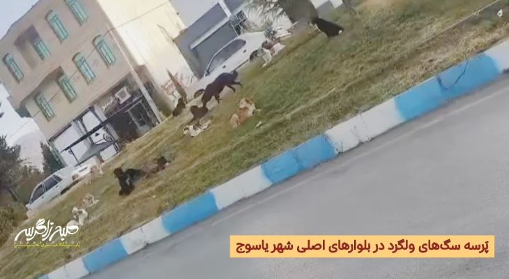 معضل سگ‌های ولگرد؛ بلوارهای یاسوج ناامن شد