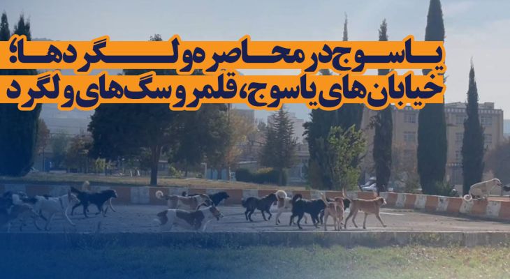 خیابان‌های یاسوج، قلمرو سگ‌های ولگرد