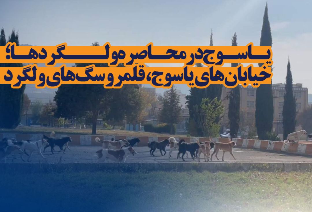 خیابان‌های یاسوج، قلمرو سگ‌های ولگرد