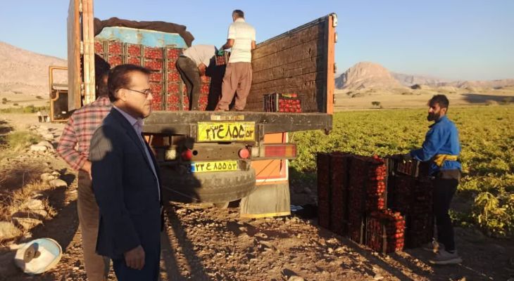 رونق کشاورزی لنده با صادرات ۴۰تنی گوجه فرنگی