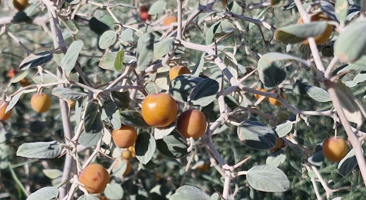 جشن طبیعت و میوه‌های خوشمزه در دل گرمسیر