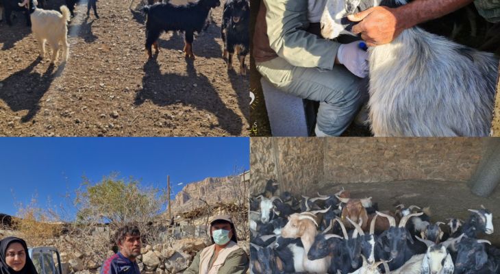 نقش کلیدی سلامت دام در توسعه پایدار روستایی