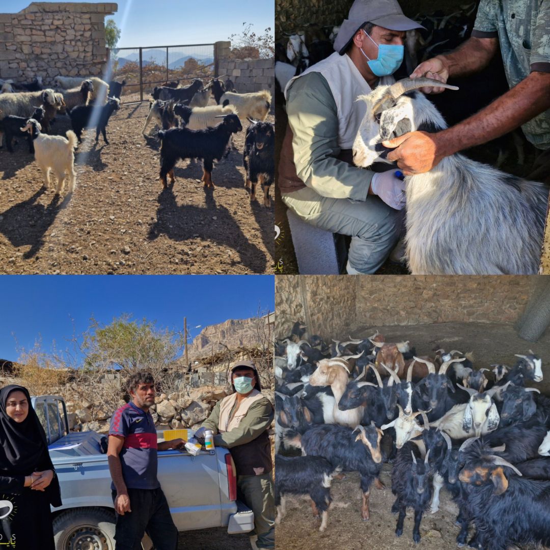 نقش کلیدی سلامت دام در توسعه پایدار روستایی