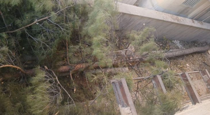 اقدام جهاد کشاورزی بویراحمد در نابودی درختان کهنسال