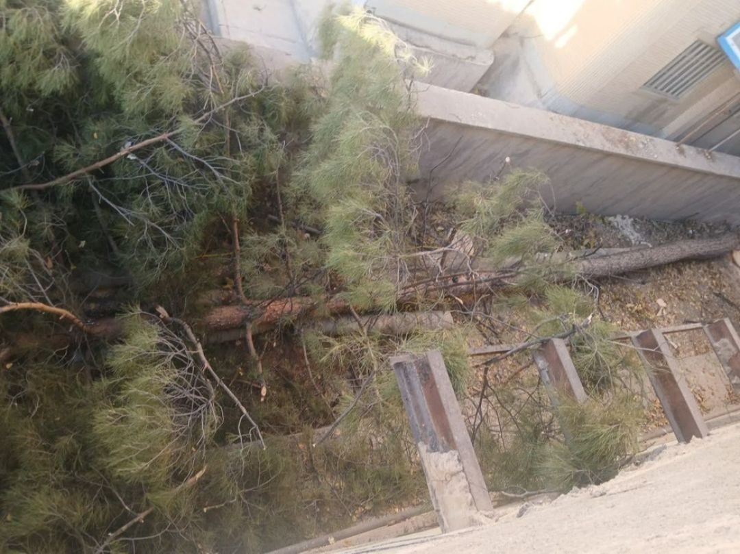 اقدام جهاد کشاورزی بویراحمد در نابودی درختان کهنسال