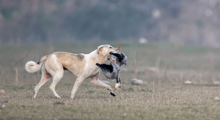 طرح ساماندهی سگ‌های ولگرد در یاسوج آغاز شد
