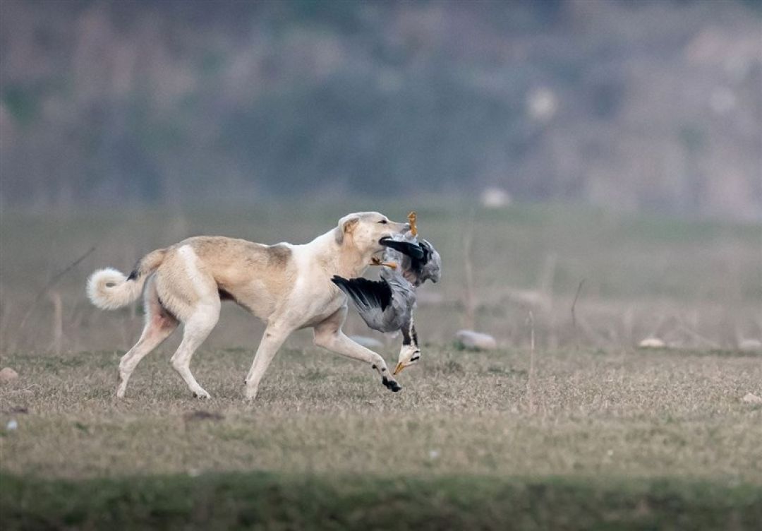 طرح ساماندهی سگ‌های ولگرد در یاسوج آغاز شد
