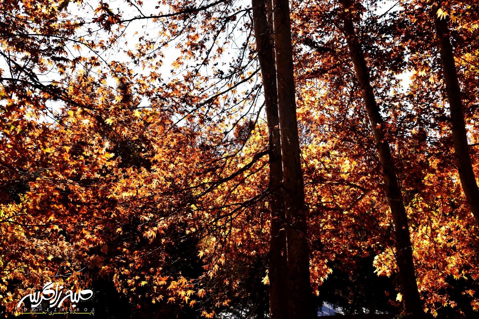 طبیعت قلم زد؛ یاسوج، بوم نقاشی پاییز