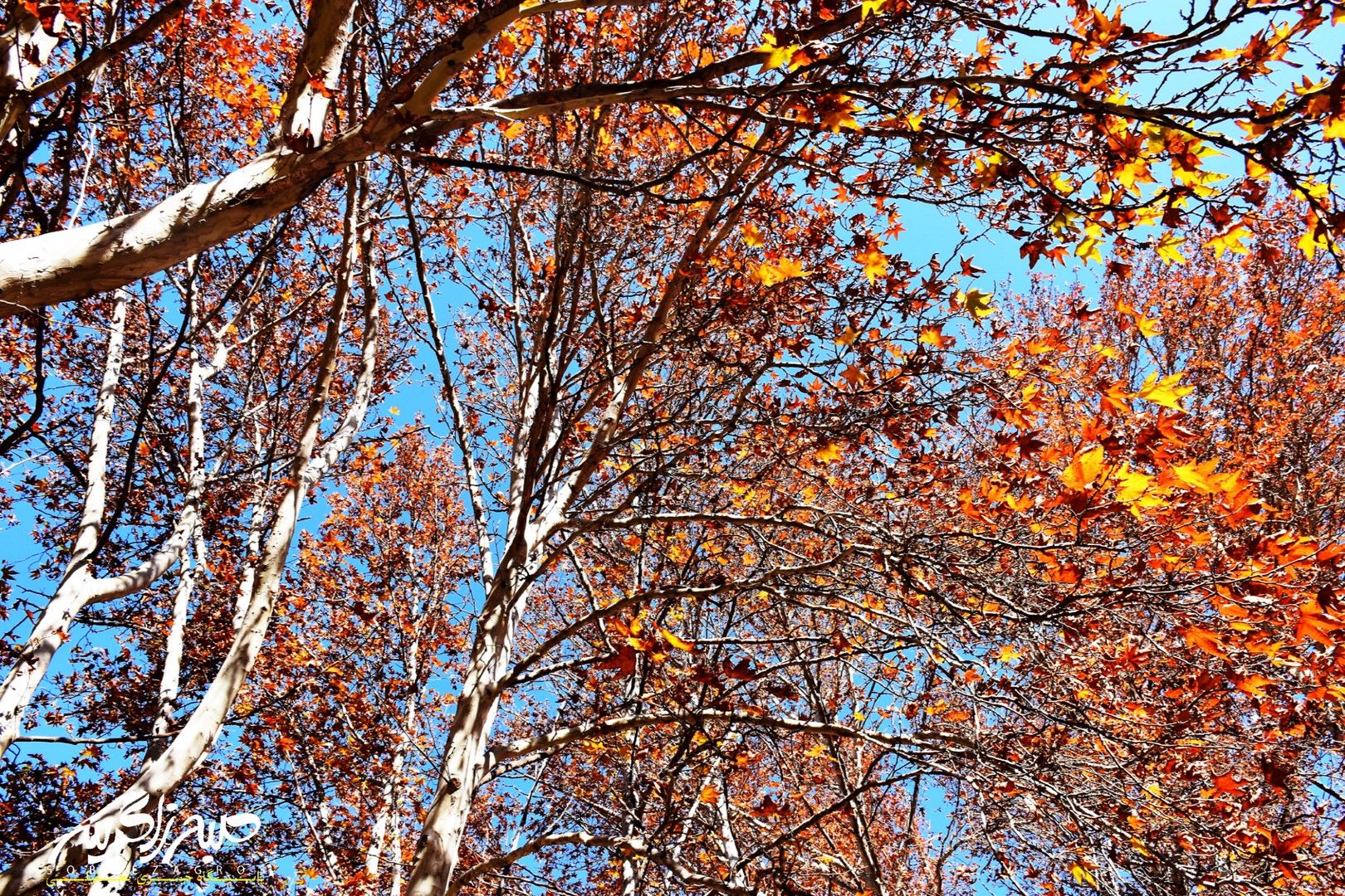 طبیعت قلم زد؛ یاسوج، بوم نقاشی پاییز