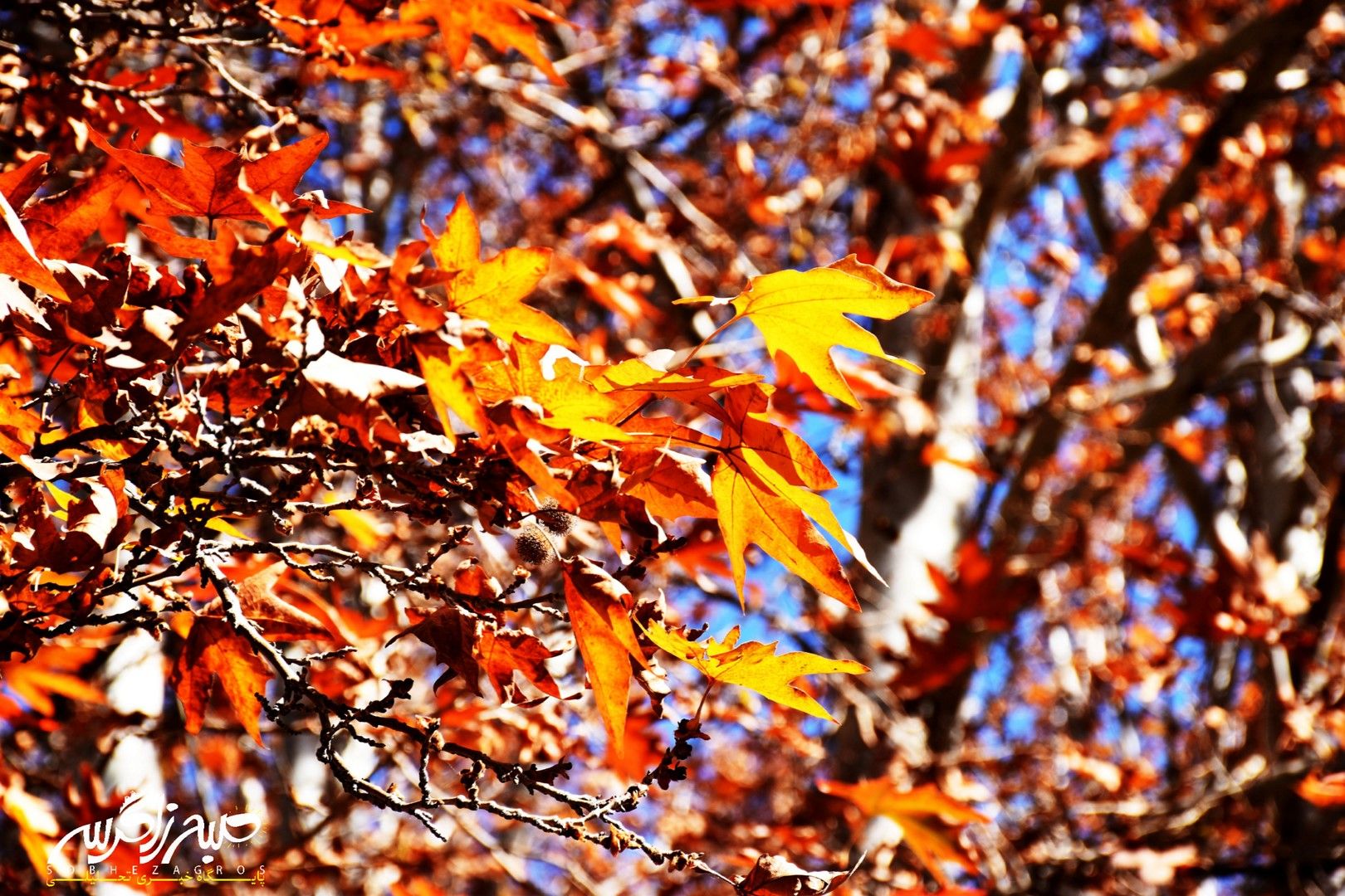 طبیعت قلم زد؛ یاسوج، بوم نقاشی پاییز