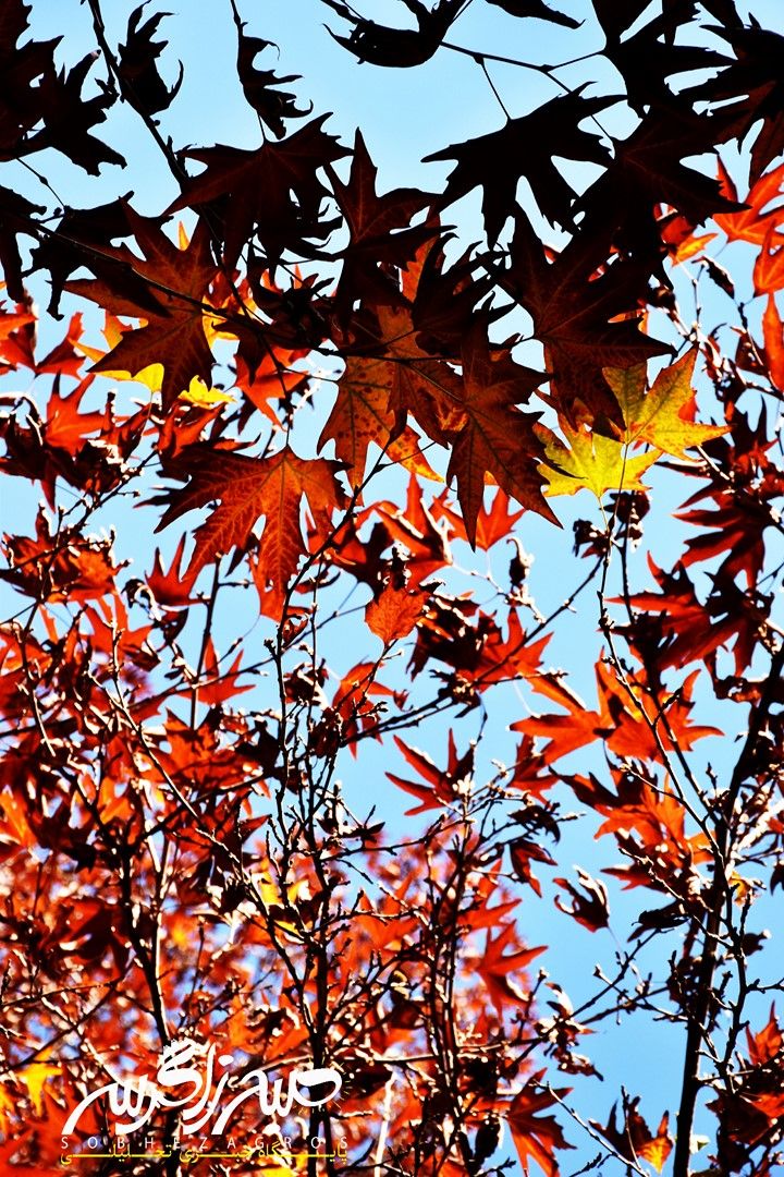 طبیعت قلم زد؛ یاسوج، بوم نقاشی پاییز