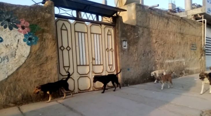 حمله سگ‌های ولگرد به دانش‌آموز مال‌ملایی