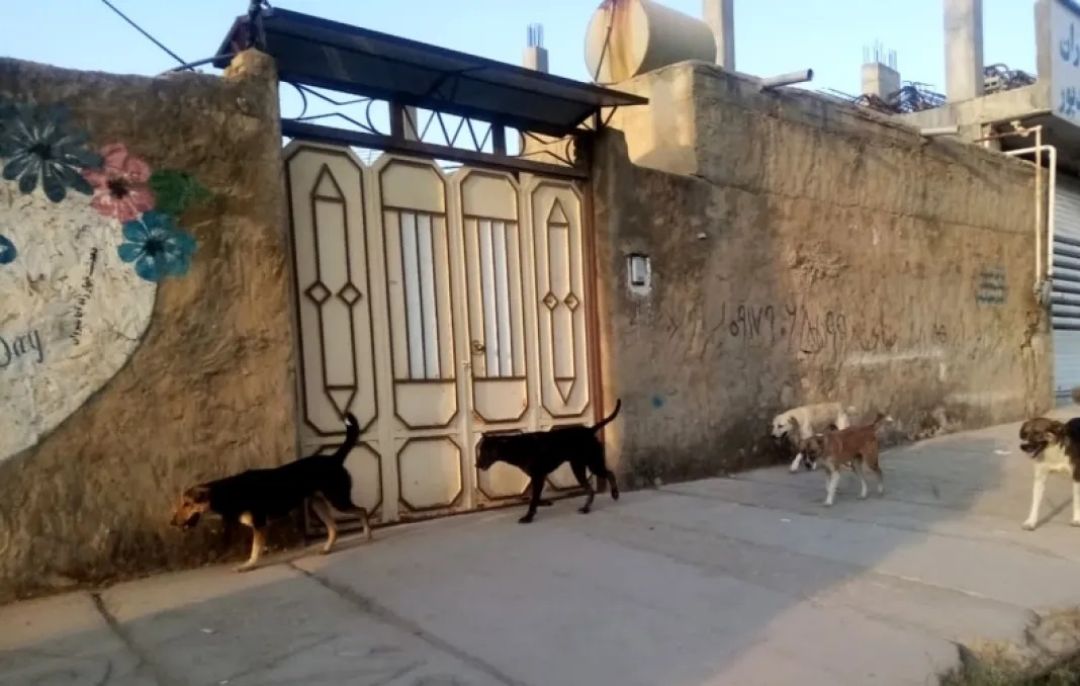 حمله سگ‌های ولگرد به دانش‌آموز مال‌ملایی