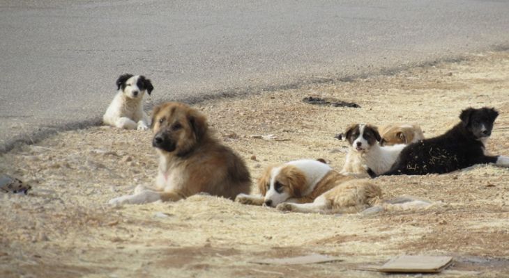سگ‌های ولگرد بام یاسوج را تصرف کرده‌اند