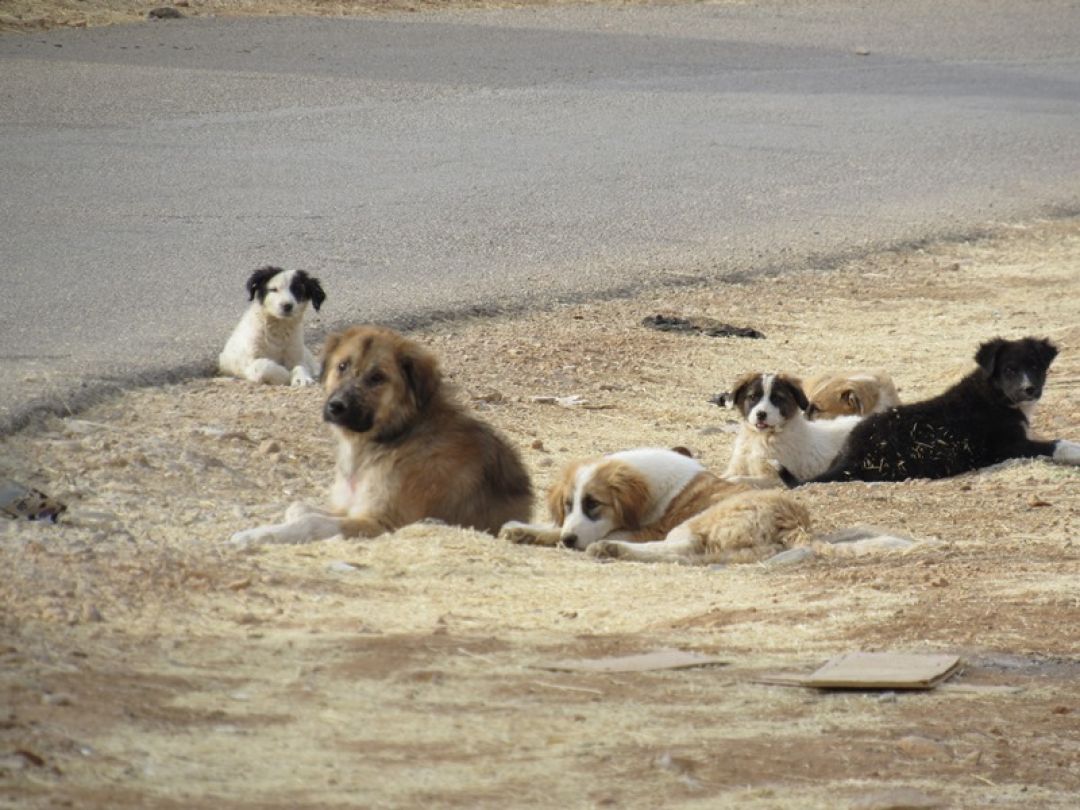 سگ‌های ولگرد بام یاسوج را تصرف کرده‌اند