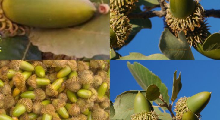 فصل برداشت گنجینه‌ای ناب آغاز شد