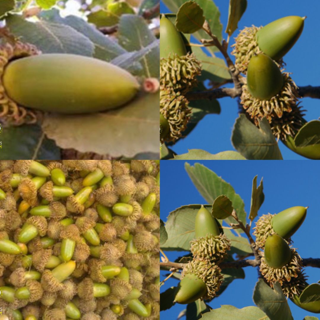 فصل برداشت گنجینه‌ای ناب آغاز شد