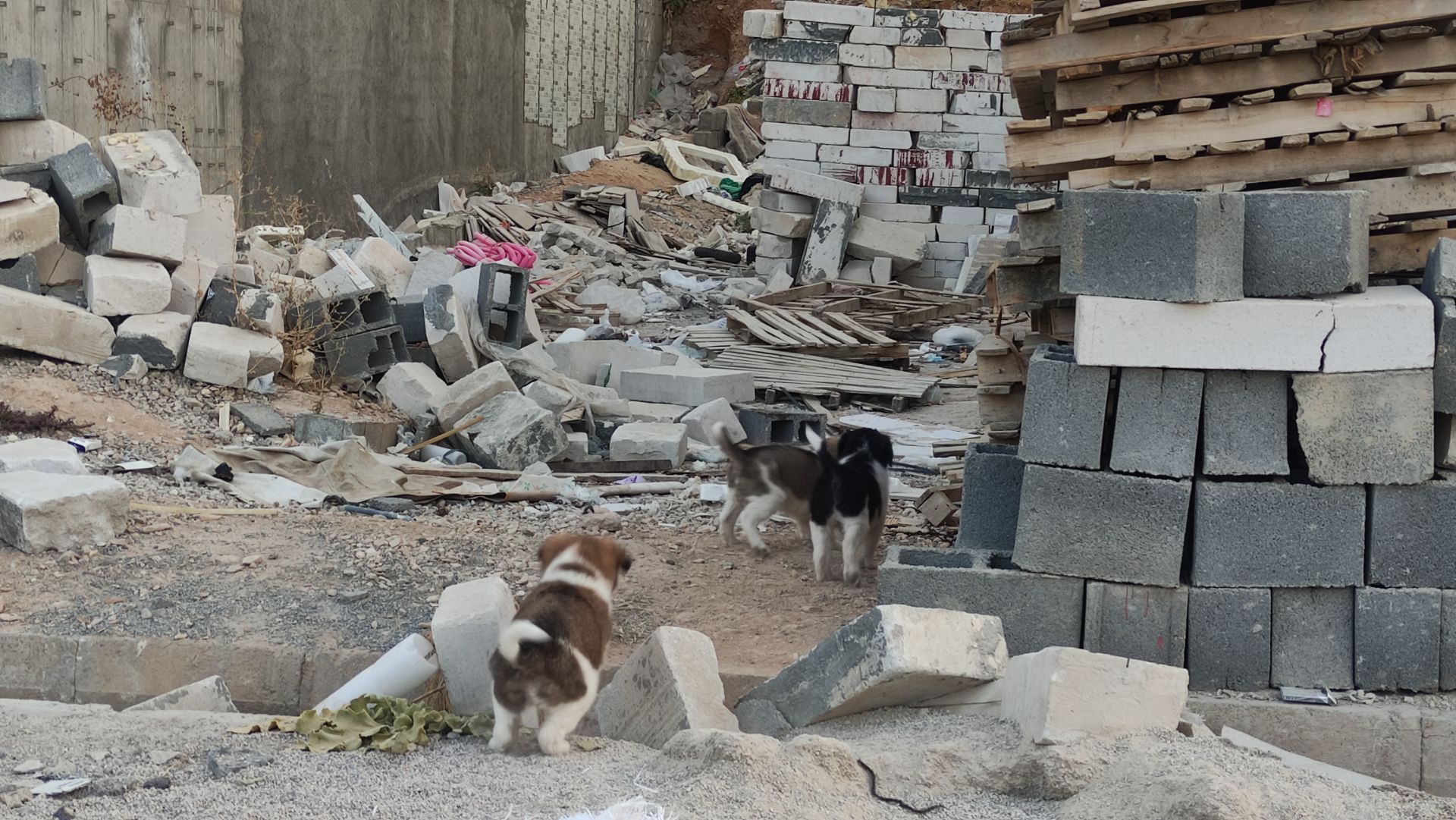 نسل تازه‌ای از سگ‌های بی‌صاحب در راه یاسوج